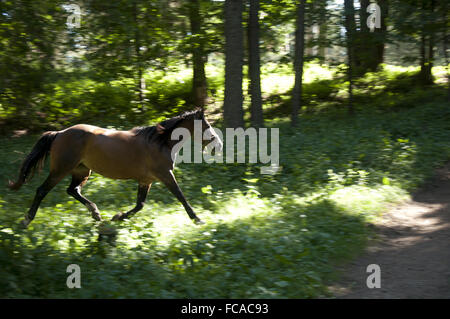 Cavallo al galoppo nel bosco Foto Stock