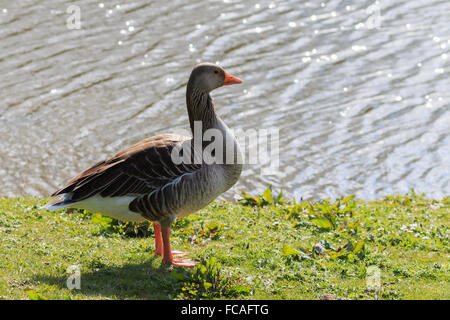 Oca Graylag in piedi da Waters Edge in una giornata di sole Foto Stock