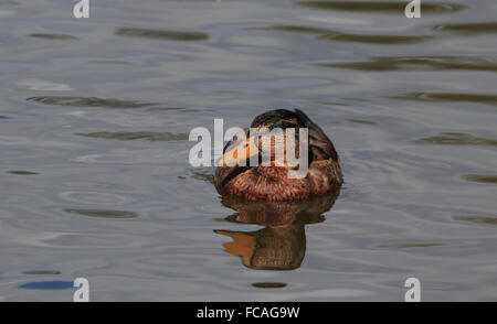 Femmina Mallard Duck nuoto su un laghetto nel Regno Unito Foto Stock