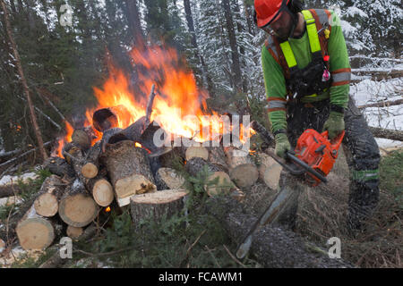 Distacco degli alberi di pino infestato da montagna coleottero del pino nei pressi del Grande Praire, Alberta, Canada Foto Stock