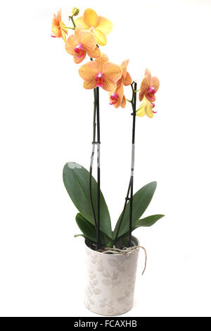Phalaenopsis Baldan Caleidoscopio - Golden Treasure Orchid Foto Stock