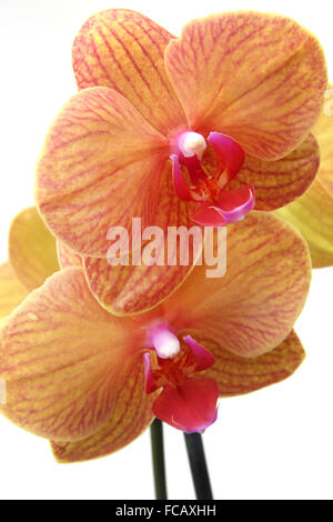 Phalaenopsis Baldan Caleidoscopio - Golden Treasure Orchid Foto Stock