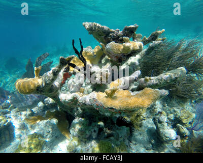 Barriera corallina del Mar dei Caraibi Foto Stock