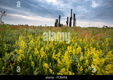 Paesi Bassi, Millingen aan de Rijn, riserva naturale di Gelderse Poort. Preistorici alberi di quercia, soprannominato Woodhenge Foto Stock