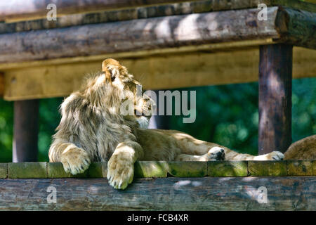 Un leone riposa in la pezzata sun a Knowsley Safari Park Foto Stock