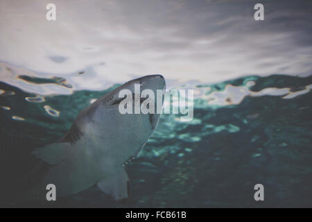 Una sabbia Tiger Shark nuoto in acque aperte. Foto Stock