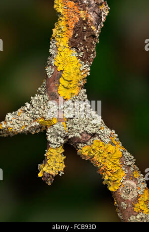 La diversità dei licheni, sano mix di specie che cresce su un ramo di albero Foto Stock