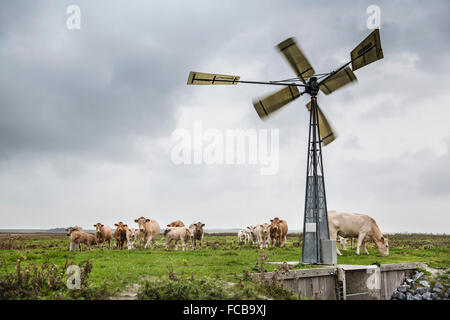 Paesi Bassi, Kerkwerve, mucche in prato e di un mulino ad acqua della pompa Foto Stock