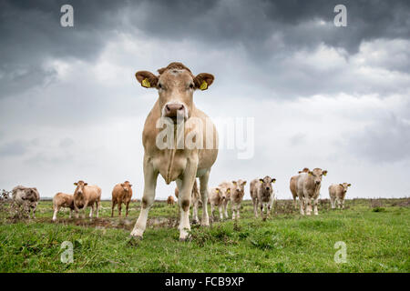 Paesi Bassi, Kerkwerve, mucche in Prato Foto Stock