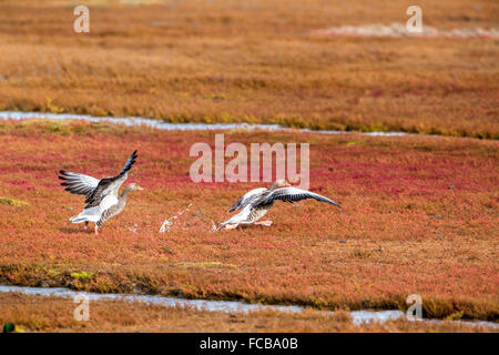 Paesi Bassi, Kerkwerve, riserva naturale Prunje, Parco Nazionale di Oosterschelde. Marsh samphire in autunno. Graylag o Graylag oche. Foto Stock