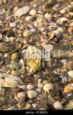 Paesi Bassi, Ouwerkerk, Oosterschelde estuario. Oyster bank a bassa marea Foto Stock