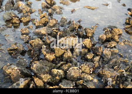 Paesi Bassi, Ouwerkerk, Oosterschelde estuario. Oyster bank a bassa marea Foto Stock