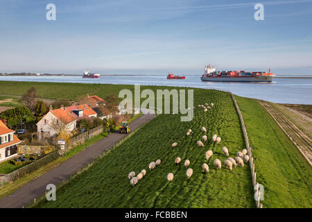 Paesi Bassi, frazione di Baalhoek, fiume Westerschelde. Le navi da carico, pecore Foto Stock
