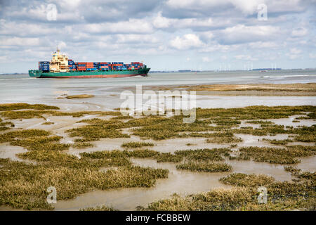 Paesi Bassi, Ossenisse, fiume Westerschelde. Nave Container Foto Stock