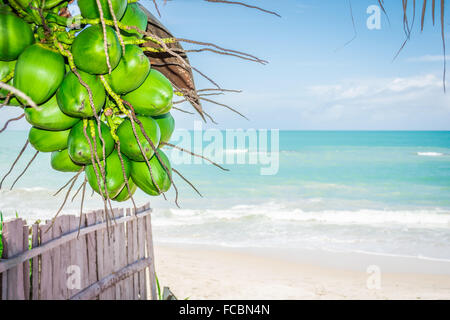 Noci di cocco in una spiaggia paradisiaca. Praia dos Carneiros, Tamandaré - Pernambuco, Brasile Foto Stock