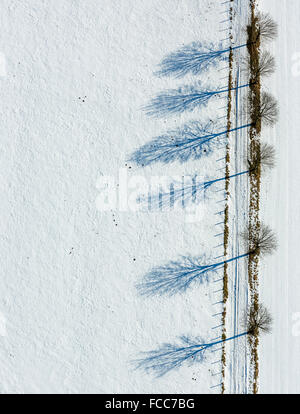 Vista aerea, viale alberato in Altenbüren nella neve vicino Hüttenstraße, dritto, Diagonal, geometrico, inverno, neve Foto Stock