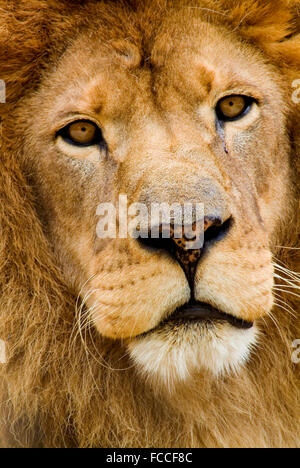 Leone africano Foto Stock