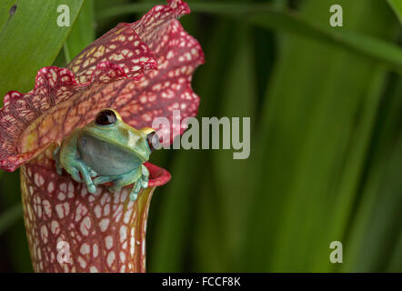 Maroon Eyed Raganella su rosso pianta brocca Foto Stock