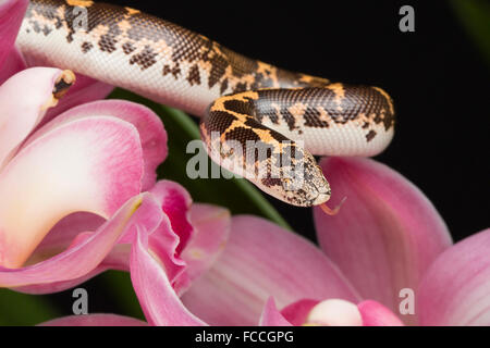 Sabbia Boa e Cymdibuym Foto Stock