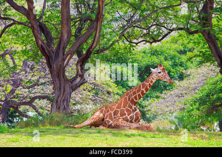La giraffa riposo sotto un albero presso lo Zoo di Honolulu Zoo in Oahu Hawaii. Foto Stock