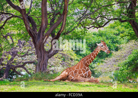 La giraffa riposo sotto un albero presso lo Zoo di Honolulu Zoo in Oahu Hawaii. Foto Stock