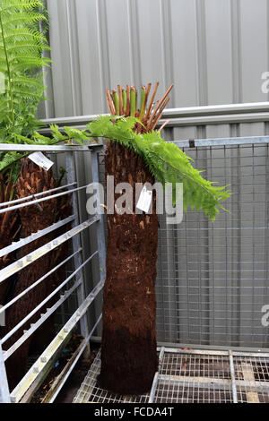 Cyathea cooperi o noto come albero australiano di felce, lacy tree fern, squamosa tree fern, o Cooper's tree fern Foto Stock