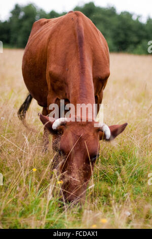 Una mucca lambisce in un campo Foto Stock