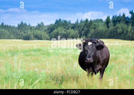 Una mucca lambisce in un campo Foto Stock