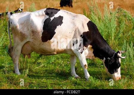 Una mucca lambisce in un campo Foto Stock