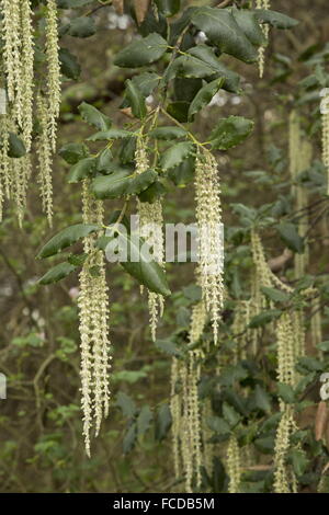Infiorescenza staminifera di seta bush, Garrya elliptica 'James tetto' in fiore. Foto Stock
