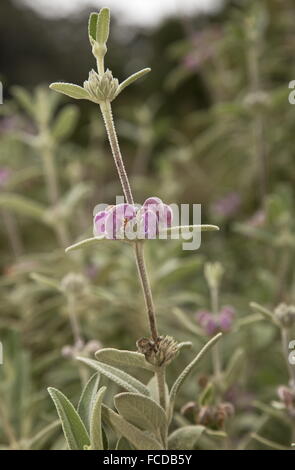 Gerusalemme Purple Sage, Phlomis purpurea in fiore Foto Stock