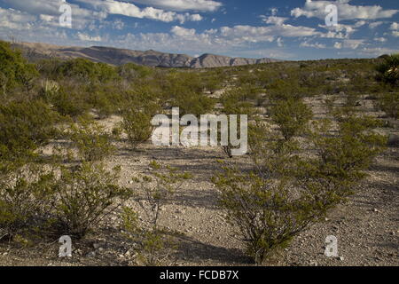 Il creosoto bush, Larrea purshia, crescendo in tipico uniformemente distanziate colony; pugnale piana, parco nazionale di Big Bend, Texas Foto Stock