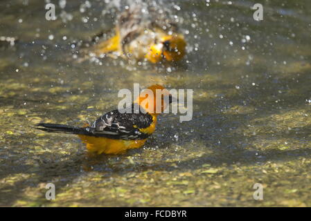 Altamira Rigogolo, ittero gularis bagni in piscina poco profonda, in Rio Grande, Texas. Foto Stock