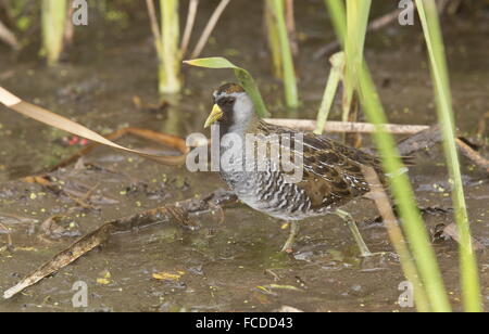 Sora, Porzana carolina; alimentazione per adulti sul bordo del lago d'inverno. Texas. Foto Stock