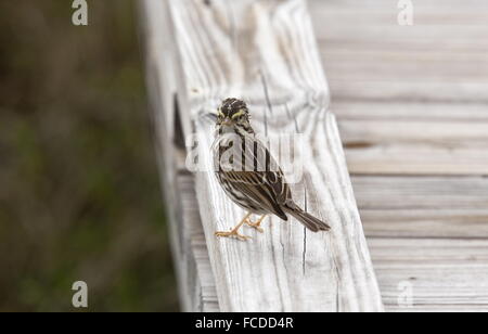 Il Savannah sparrow, Passerculus sandwichensis appollaiato su jetty in inverno, Texas. Foto Stock