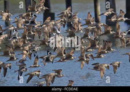 In marmo Godwits, Limosa fedoa con Willets in volo in inverno a Bodega Bay, California. Foto Stock