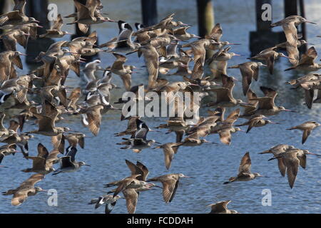 In marmo Godwits, Limosa fedoa con Willets in volo in inverno a Bodega Bay, California. Foto Stock