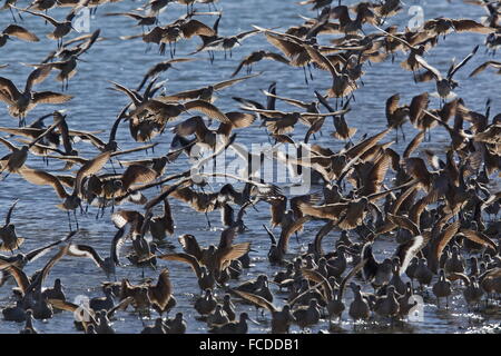 In marmo Godwits, Limosa fedoa con Willets in volo in inverno a Bodega Bay, California. Foto Stock