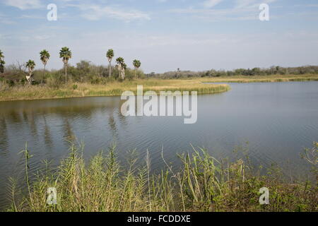 Il Rio Grande a Bentsen-Rio Grande Valley State Park, guardando attraverso il Messico. Foto Stock