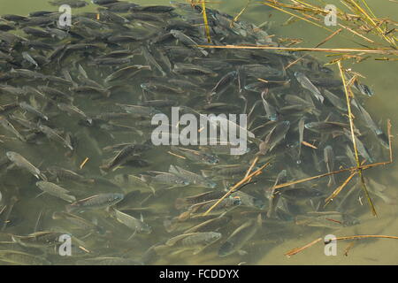 Secca di blu, tilapia Oreochromis aureus, in poco profonda laguna costiera, South Padre, Texas. Foto Stock