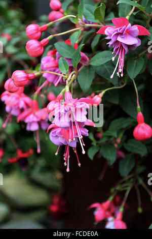 Fuchsia fiori in piena fioritura Foto Stock