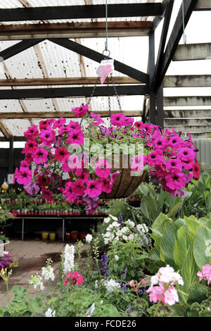 Rosa fiori di petunia Foto Stock