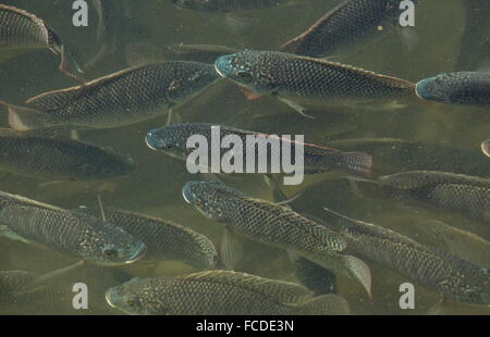 Secca di blu, tilapia Oreochromis aureus, in poco profonda laguna costiera, South Padre, Texas. Foto Stock