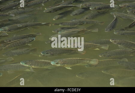 Secca di blu, tilapia Oreochromis aureus, in poco profonda laguna costiera, South Padre, Texas. Foto Stock