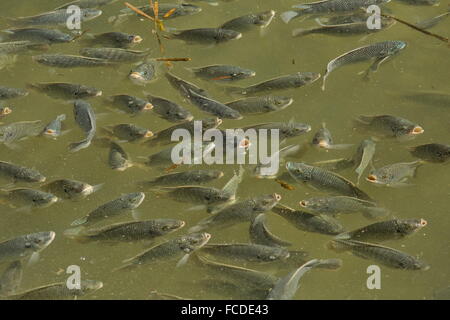 Secca di blu, tilapia Oreochromis aureus, in poco profonda laguna costiera, South Padre, Texas. Foto Stock