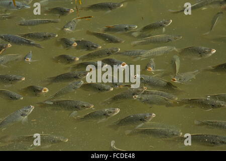 Secca di blu, tilapia Oreochromis aureus, in poco profonda laguna costiera, South Padre, Texas. Foto Stock