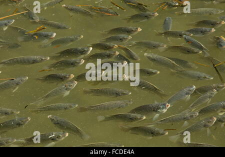 Secca di blu, tilapia Oreochromis aureus, in poco profonda laguna costiera, South Padre, Texas. Foto Stock