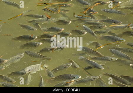 Secca di blu, tilapia Oreochromis aureus, in poco profonda laguna costiera, South Padre, Texas. Foto Stock