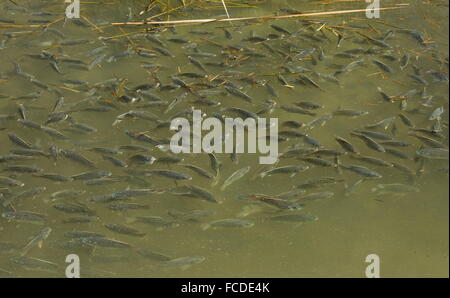 Secca di blu, tilapia Oreochromis aureus, in poco profonda laguna costiera, South Padre, Texas. Foto Stock