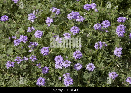 Simulazione di vervain o viola prairie verbena, Glandularia bipinnatifida, in fiore sulla costa del Texas. Foto Stock